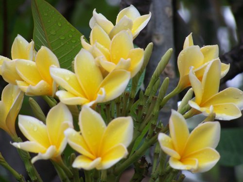 bunga-kamboja-kuning-cendana